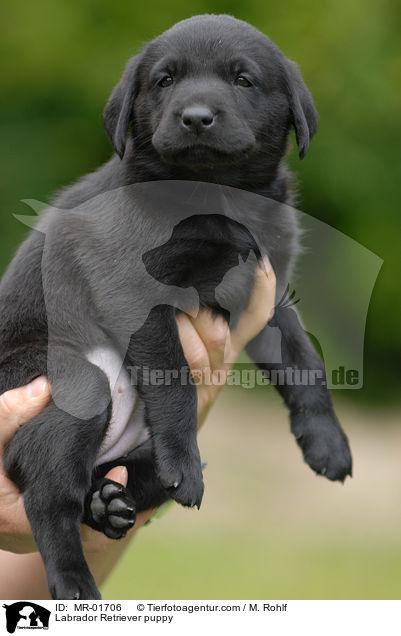 Labrador Retriever Welpe / Labrador Retriever puppy / MR-01706