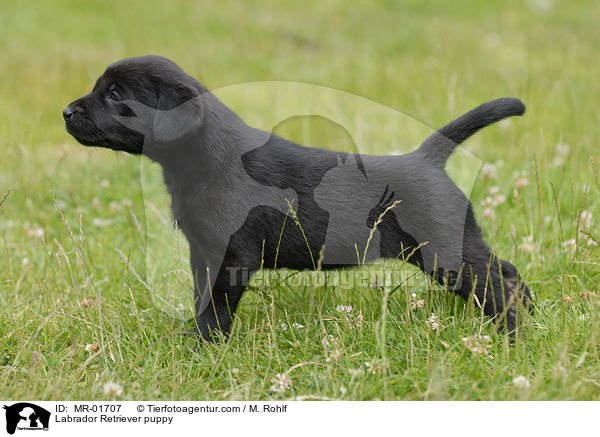 Labrador Retriever Welpe / Labrador Retriever puppy / MR-01707