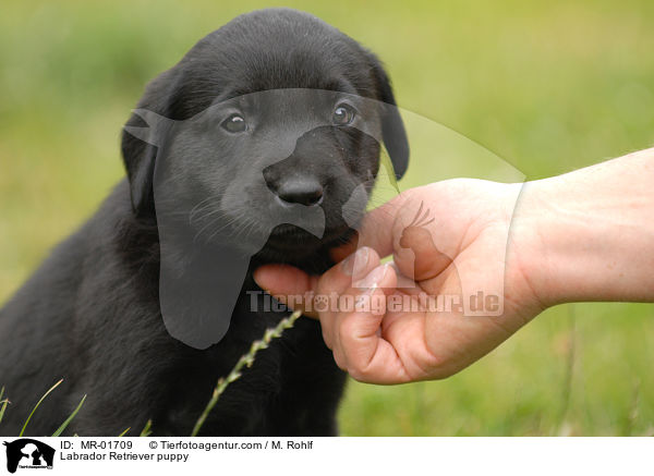 Labrador Retriever Welpe / Labrador Retriever puppy / MR-01709