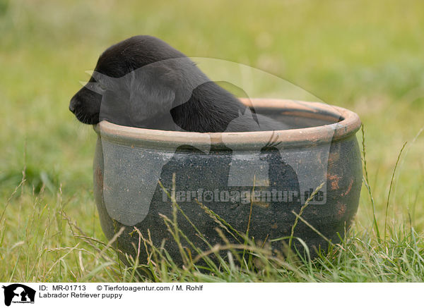 Labrador Retriever Welpe / Labrador Retriever puppy / MR-01713