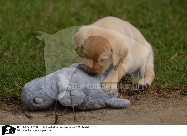 blonder Labrador Welpe / blonde Labrador puppy / MR-01739