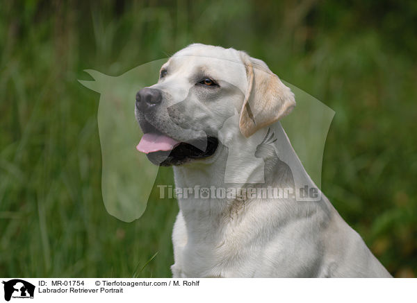 Labrador Retriever Portrait / Labrador Retriever Portrait / MR-01754