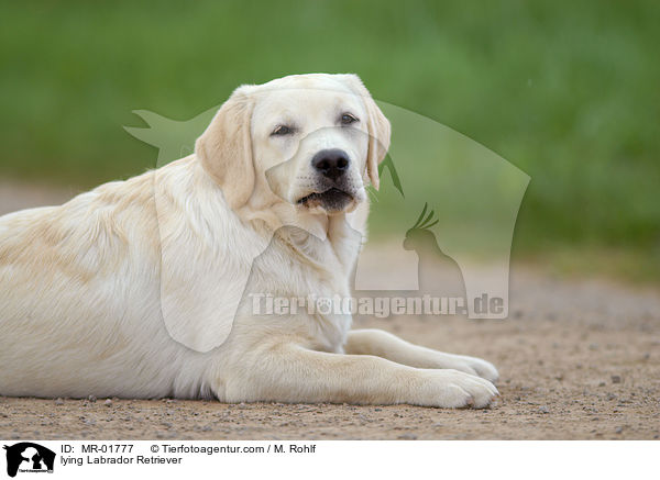 liegender Labrador Retriever / lying Labrador Retriever / MR-01777
