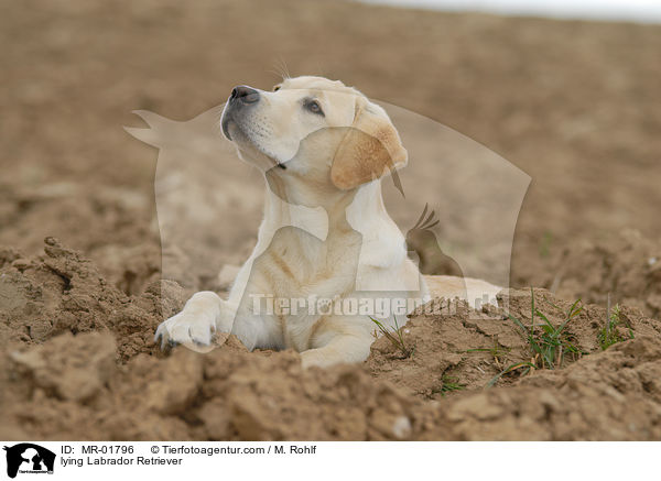 liegender Labrador Retriever / lying Labrador Retriever / MR-01796