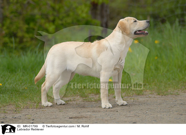 Labrador Retriever / Labrador Retriever / MR-01799