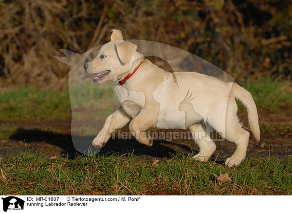 rennender Labrador Retriever / running Labrador Retriever / MR-01807