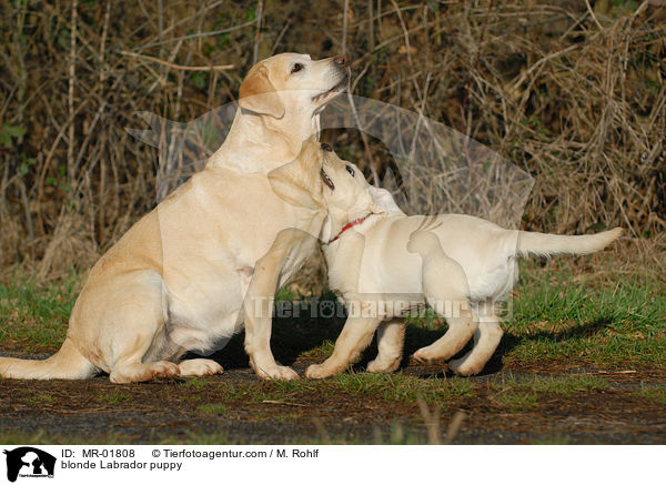 blonder Labrador Welpe / blonde Labrador puppy / MR-01808