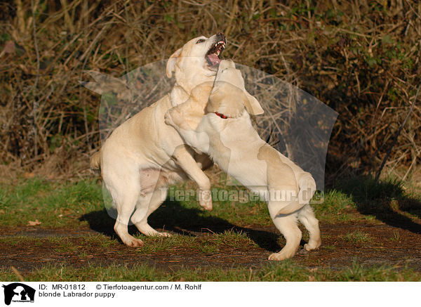 blonder Labrador Welpe / blonde Labrador puppy / MR-01812