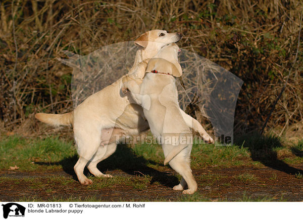 blonder Labrador Welpe / blonde Labrador puppy / MR-01813