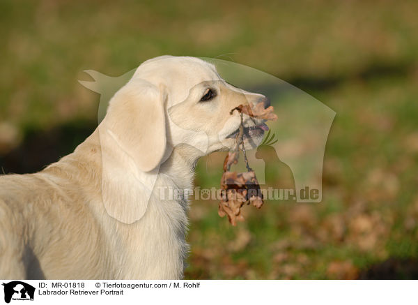 Labrador Retriever Portrait / Labrador Retriever Portrait / MR-01818