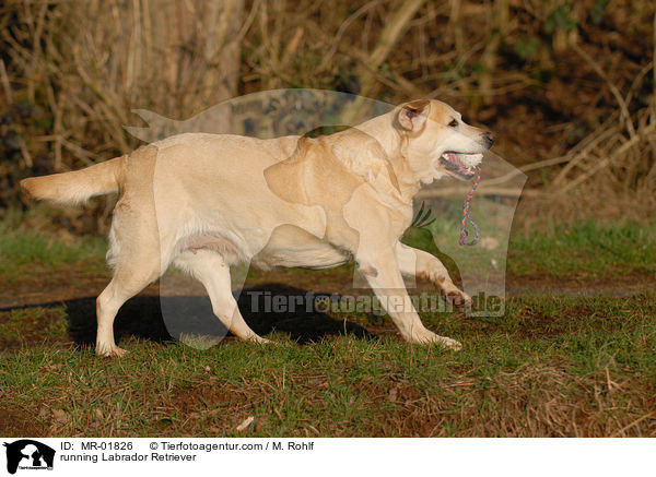 rennender Labrador Retriever / running Labrador Retriever / MR-01826
