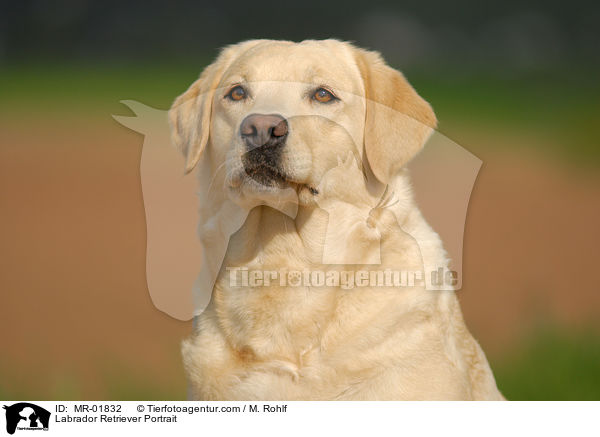Labrador Retriever Portrait / Labrador Retriever Portrait / MR-01832