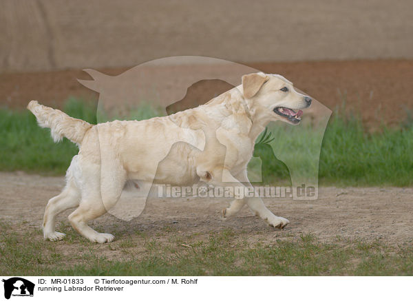 rennender Labrador Retriever / running Labrador Retriever / MR-01833