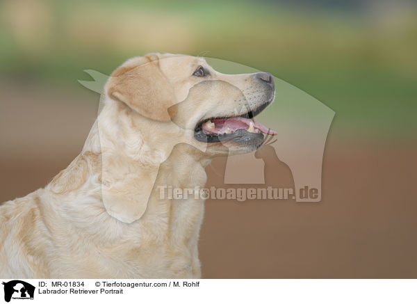 Labrador Retriever Portrait / Labrador Retriever Portrait / MR-01834