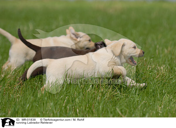 rennender Labrador Retriever / running Labrador Retriever / MR-01838