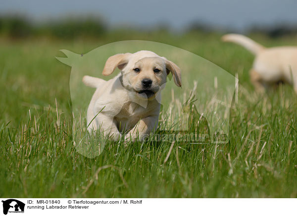 rennender Labrador Retriever / running Labrador Retriever / MR-01840