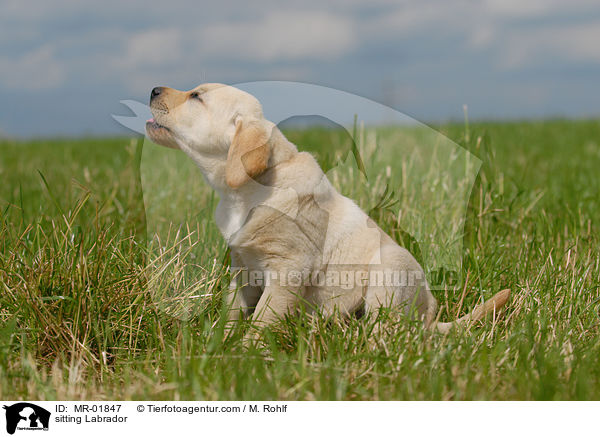 sitzender Labrador / sitting Labrador / MR-01847