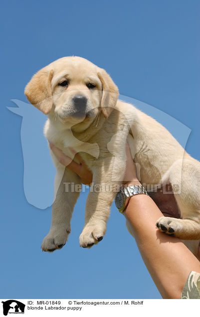 blonder Labrador Welpe / blonde Labrador puppy / MR-01849