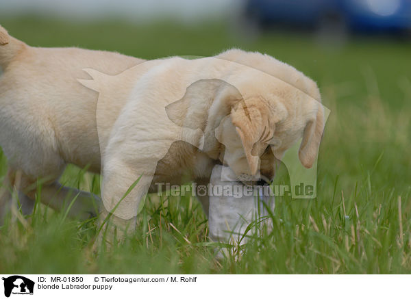 blonder Labrador Welpe / blonde Labrador puppy / MR-01850