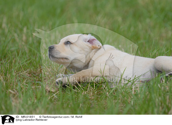 liegender Labrador Retriever / lying Labrador Retriever / MR-01851