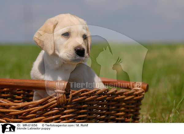 blonder Labrador Welpe / blonde Labrador puppy / MR-01856