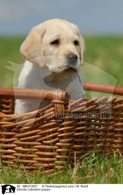 blonder Labrador Welpe / blonde Labrador puppy / MR-01857