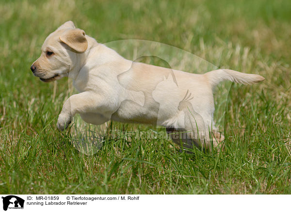 rennender Labrador Retriever / running Labrador Retriever / MR-01859