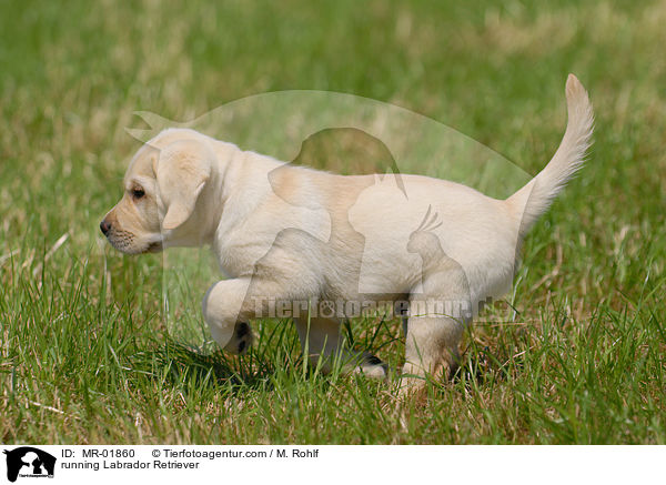 rennender Labrador Retriever / running Labrador Retriever / MR-01860