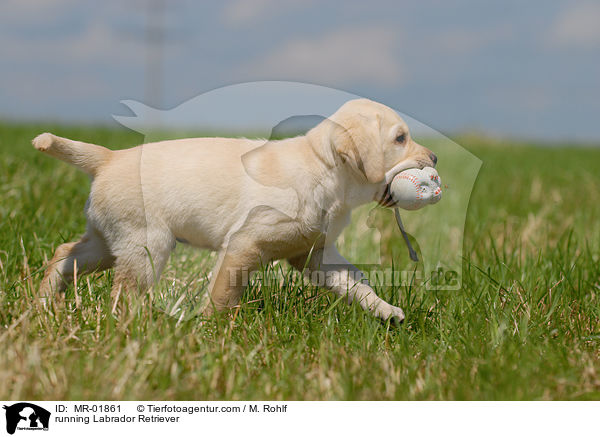 rennender Labrador Retriever / running Labrador Retriever / MR-01861