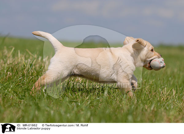 blonder Labrador Welpe / blonde Labrador puppy / MR-01862