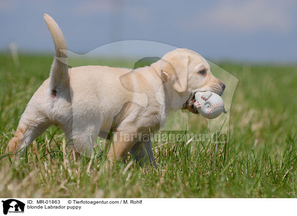 blonder Labrador Welpe / blonde Labrador puppy / MR-01863