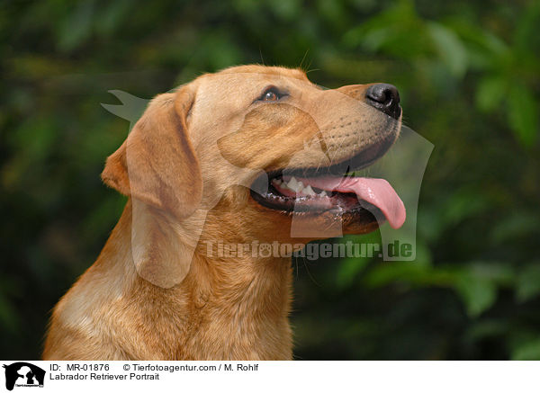 Labrador Retriever Portrait / Labrador Retriever Portrait / MR-01876