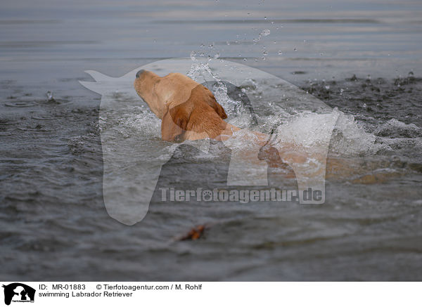 schwimmender Labrador Retriever / swimming Labrador Retriever / MR-01883