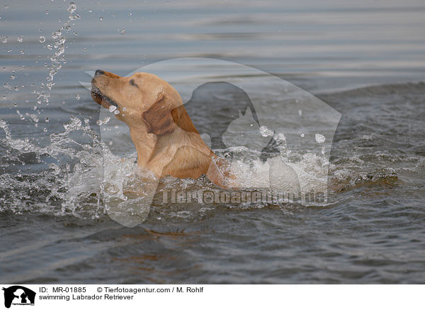 schwimmender Labrador Retriever / swimming Labrador Retriever / MR-01885