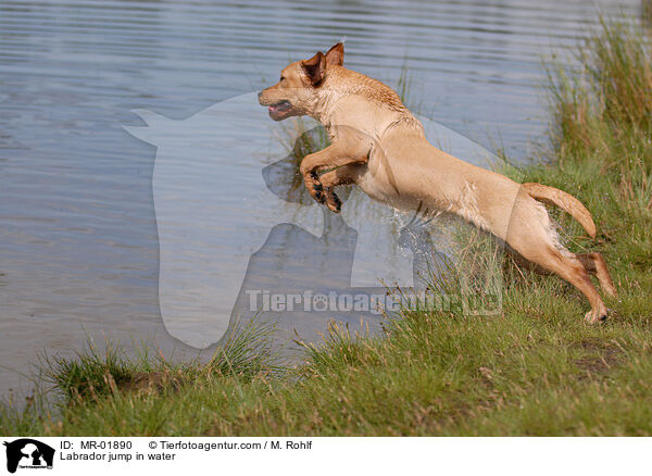 Labrador jump in water / MR-01890