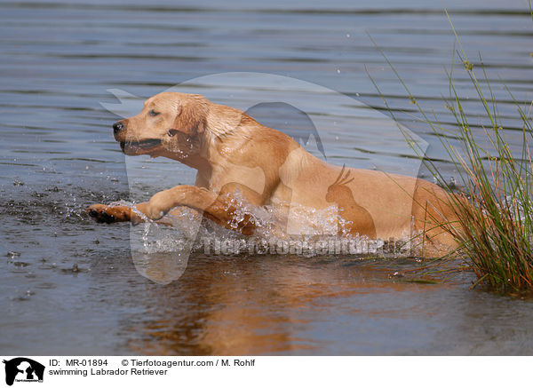 schwimmender Labrador Retriever / swimming Labrador Retriever / MR-01894