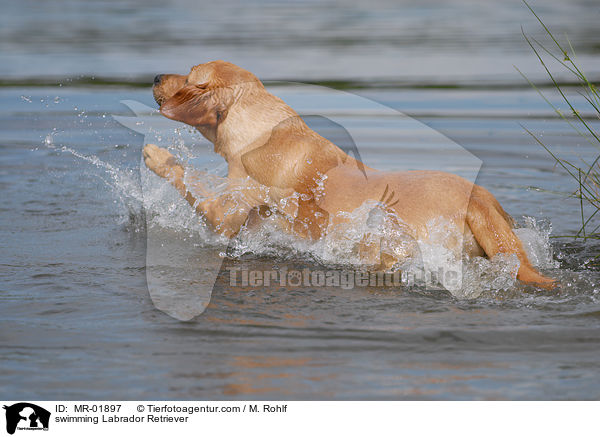 schwimmender Labrador Retriever / swimming Labrador Retriever / MR-01897