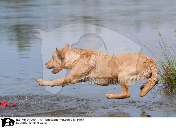 Labrador springt ins Wasser / Labrador jump in water / MR-01900