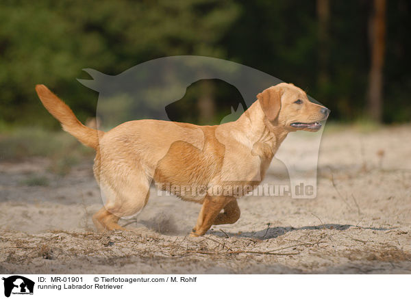 rennender Labrador Retriever / running Labrador Retriever / MR-01901