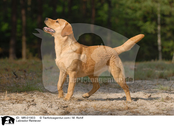 Labrador Retriever / Labrador Retriever / MR-01903