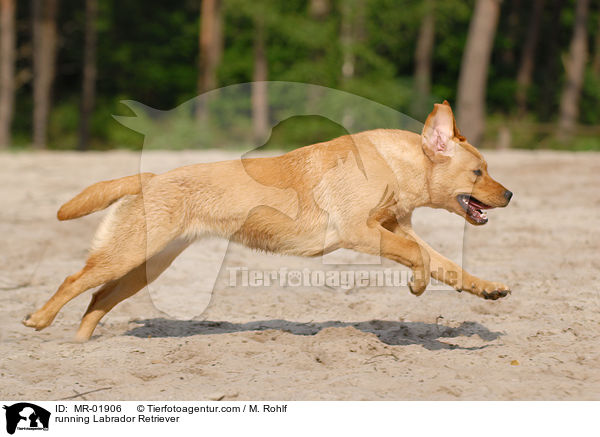 rennender Labrador Retriever / running Labrador Retriever / MR-01906