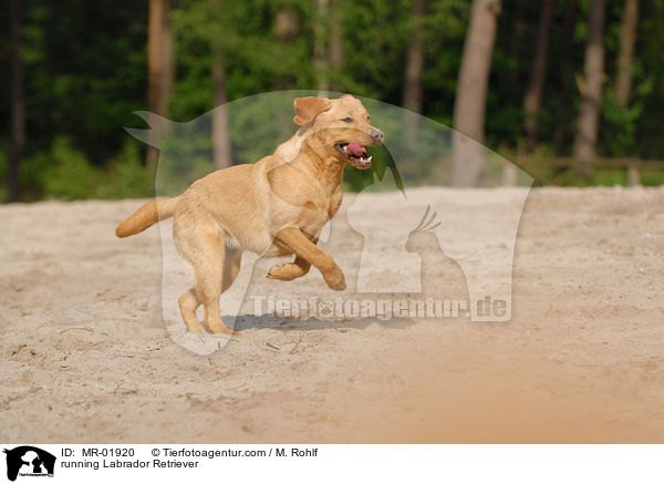 rennender Labrador Retriever / running Labrador Retriever / MR-01920