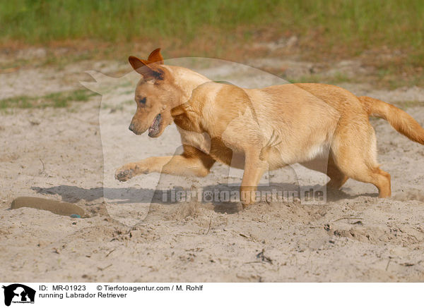 rennender Labrador Retriever / running Labrador Retriever / MR-01923