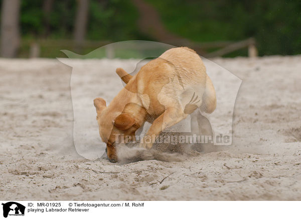 spielender Labrador Retriever / playing Labrador Retriever / MR-01925