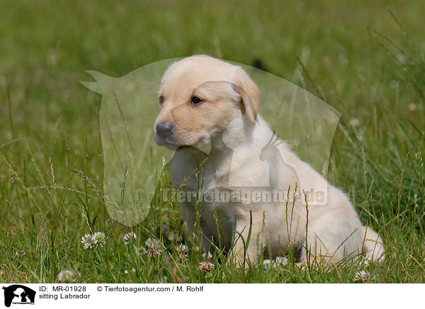 sitzender Labrador / sitting Labrador / MR-01928