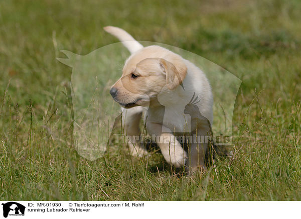 rennender Labrador Retriever / running Labrador Retriever / MR-01930