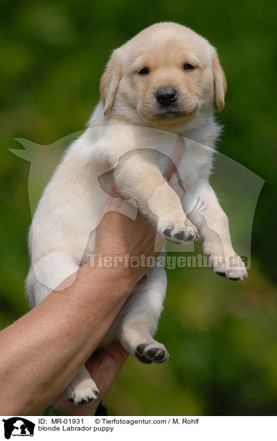 blonder Labrador Welpe / blonde Labrador puppy / MR-01931