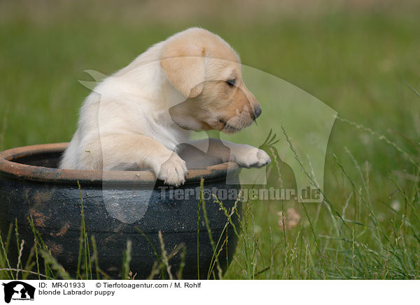 blonder Labrador Welpe / blonde Labrador puppy / MR-01933