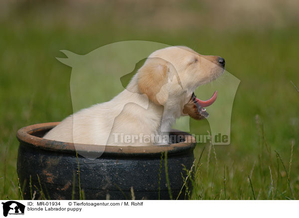 blonder Labrador Welpe / blonde Labrador puppy / MR-01934