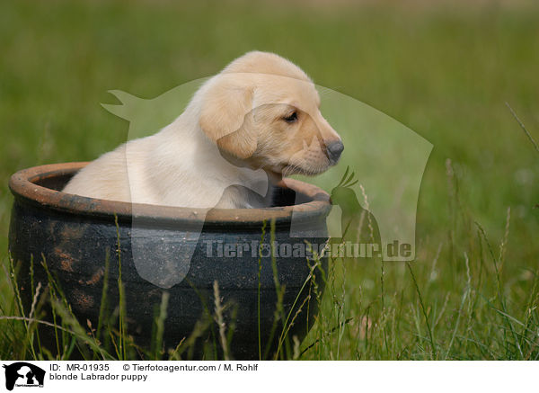 blonder Labrador Welpe / blonde Labrador puppy / MR-01935